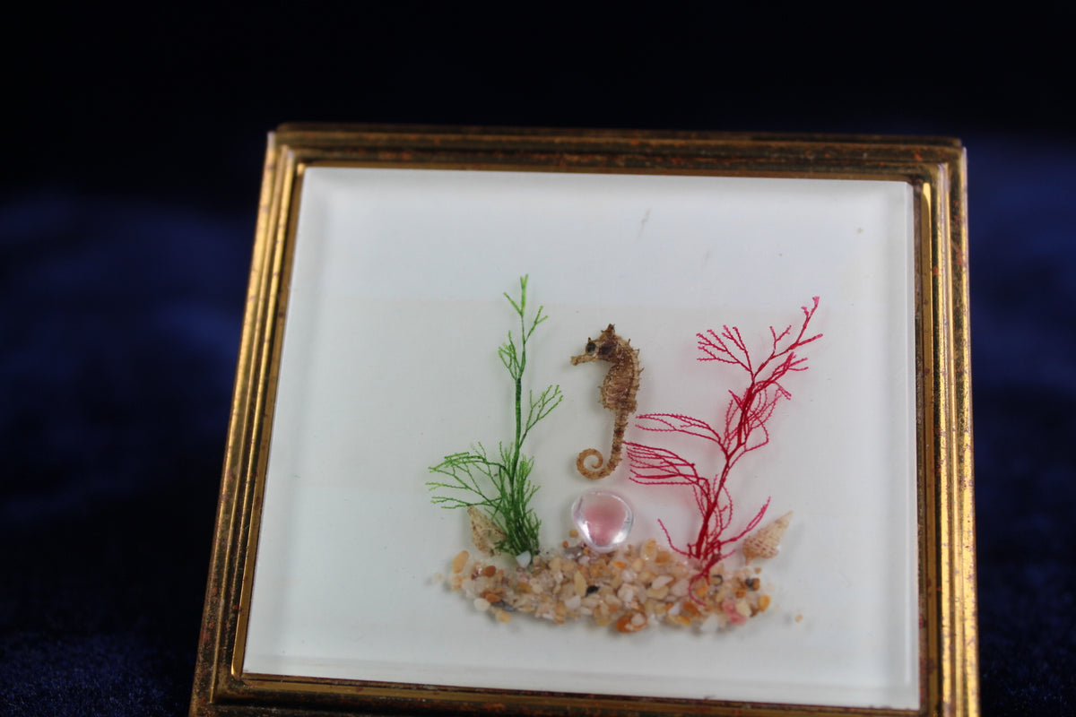 Vintage 1940s Jaestial compact with a real seahorse, coral, and shells in a shadowbox design.